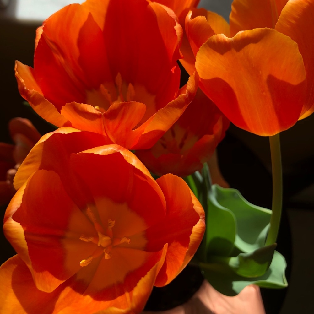 Meet your Posher, Lina